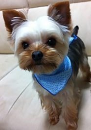 Jinaのアイドル犬くぅです。 僕もたまにお店に来ていま~~す。よろしくね。